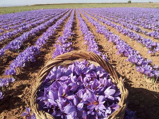 پیش بینی صادرات ۲۰۰ تن زعفران/ هر کیلو گرم زعفران ایرانی در بازار جهانی ۹۰۰ تا ۱۲۰۰ دلار پیش بینی صادرات ۲۰۰ تن زعفران/ هر کیلو گرم زعفران ایرانی در بازار جهانی ۹۰۰ تا ۱۲۰۰ دلار