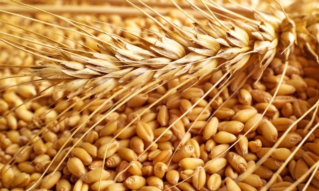 خرید تضمینی گندم؛ همچنان منتظر تایید شورای عالی اقتصاد/ نتایج وخیم اجتماعی و اقتصادی در انتظار تصمیمات غیرکارشناسی حوزه آب خرید تضمینی گندم؛ همچنان منتظر تایید شورای عالی اقتصاد/ نتایج وخیم اجتماعی و اقتصادی در انتظار تصمیمات غیرکارشناسی حوزه آب