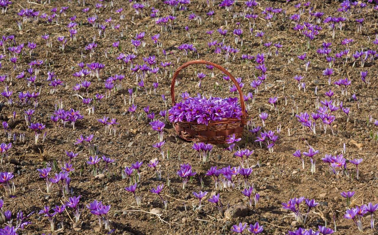 رشد بیسابقه تولید زعفران در افغانستان رشد بیسابقه تولید زعفران در افغانستان