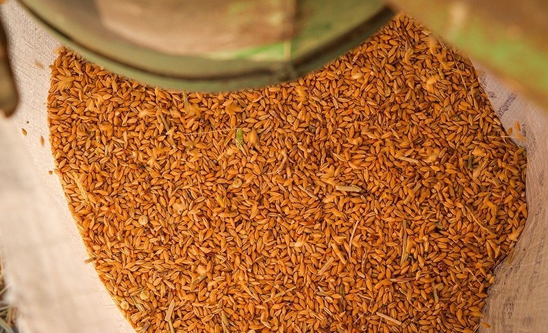 توافق جدید مجلس با حجتی درباره نرخ خرید تضمینی گندم توافق جدید مجلس با حجتی درباره نرخ خرید تضمینی گندم