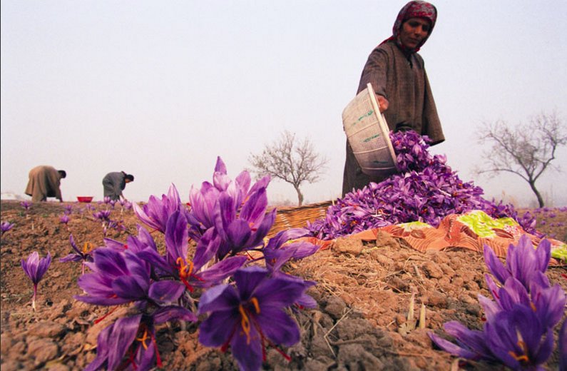 طلای سرخ در بورسکالا خوش درخشید طلای سرخ در بورسکالا خوش درخشید