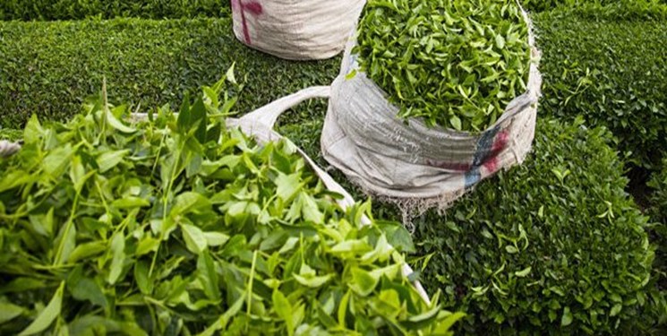۳۴کشور اروپایی و آسیایی مشتری مهم چای ایرانی ۳۴کشور اروپایی و آسیایی مشتری مهم چای ایرانی