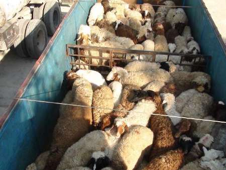 قاچاق دام متاثر از نوسان نرخ ارز در منطقه است قاچاق دام متاثر از نوسان نرخ ارز در منطقه است
