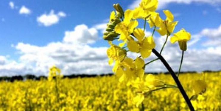 امسال دانههای روغنی از سامانه بازرگانی خریداری میشود امسال دانههای روغنی از سامانه بازرگانی خریداری میشود