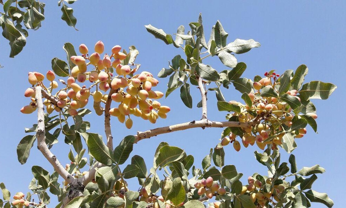 احتمال تکرار بیباری درختان پسته در سال آینده/ سهم اندک قطب تولید پسته از باران احتمال تکرار بیباری درختان پسته در سال آینده/ سهم اندک قطب تولید پسته از باران