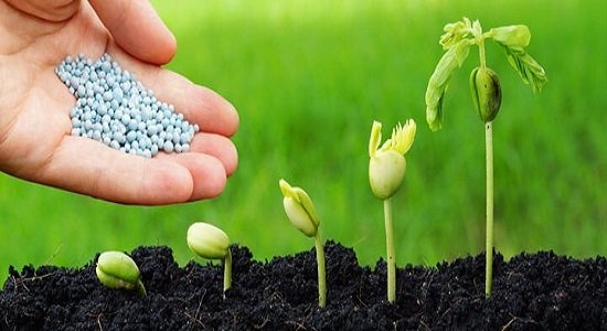کود کشاورزی گران نمیشود کود کشاورزی گران نمیشود