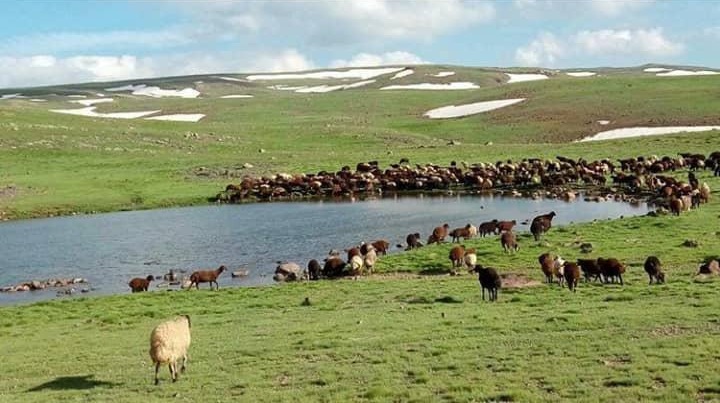 پیش بینی افزایش دامهای سبک کشور به 75میلیون راس/ تامین 90درصد از نیاز کشور گوشت دام سبک پیش بینی افزایش دامهای سبک کشور به 75میلیون راس/ تامین 90درصد از نیاز کشور گوشت دام سبک
