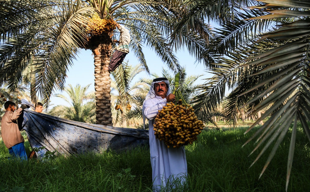 پرداخت خسارت خرماکاران توسط صندوق بیمه کشاورزی قسطی شد پرداخت خسارت خرماکاران توسط صندوق بیمه کشاورزی قسطی شد