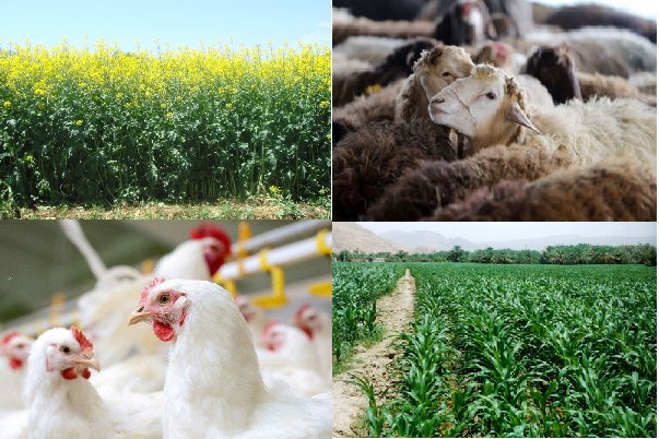 تمدید مهلت ثبت سفارش پروندههای وزارت کشاورزی تمدید مهلت ثبت سفارش پروندههای وزارت کشاورزی