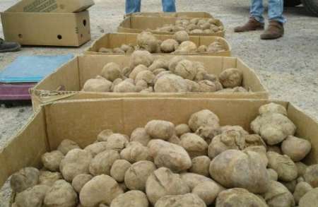 سرنوشت قارچهای کیلویی یک میلیون تومان سرنوشت قارچهای کیلویی یک میلیون تومان