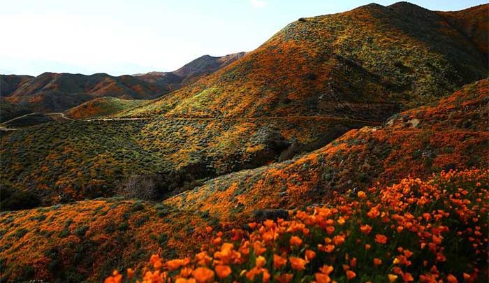 نمایی زیبا از دشت‌های شقایق وحشی +عکس