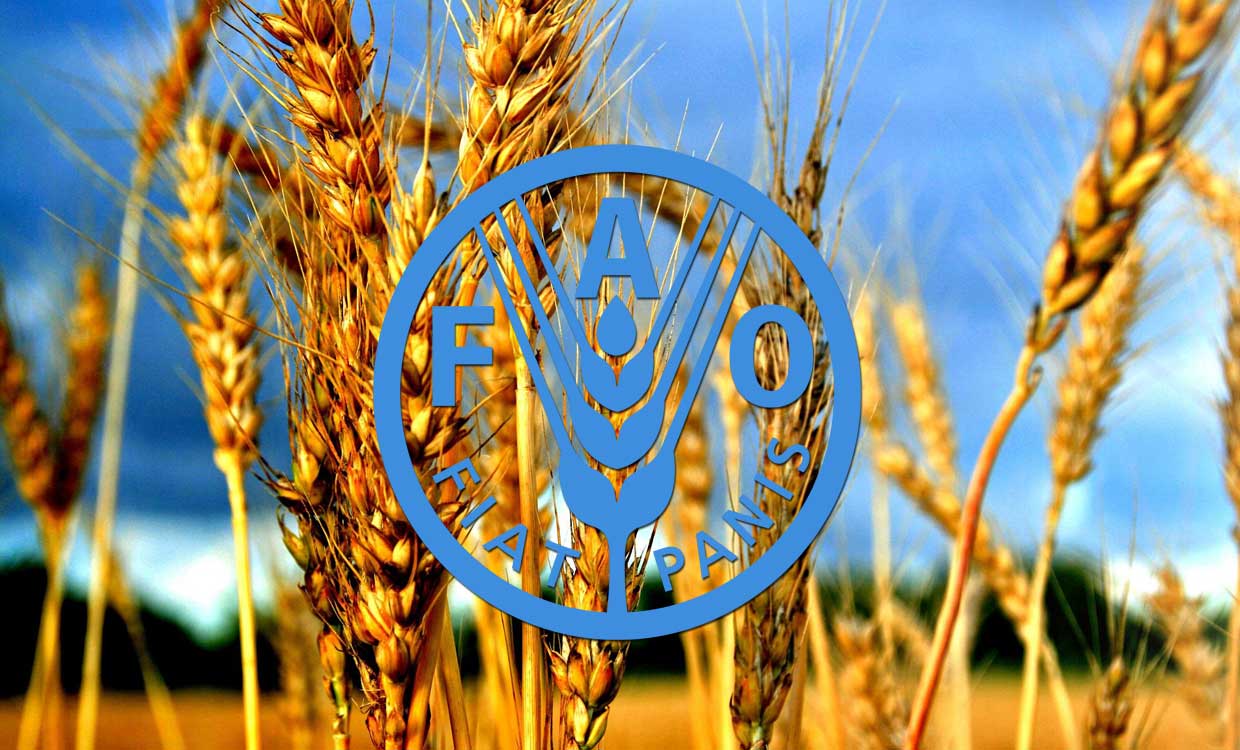 فائو نسبت به امنیت غذایی جهان هشدار داد فائو نسبت به امنیت غذایی جهان هشدار داد