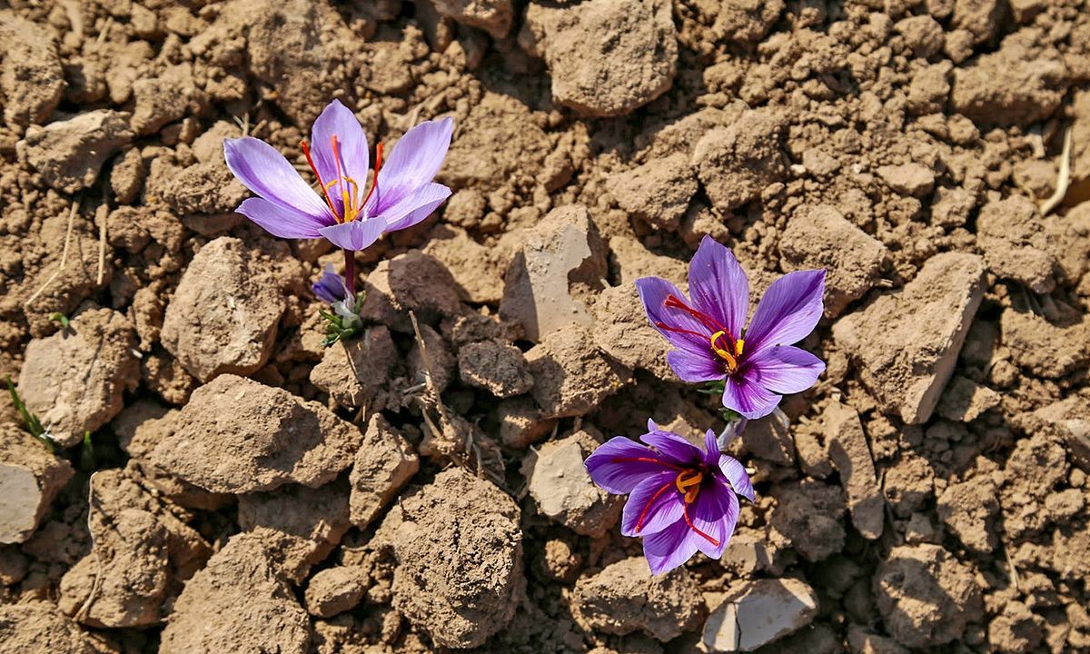 دپوی طلای سرخ با هدف سودجویی دپوی طلای سرخ با هدف سودجویی