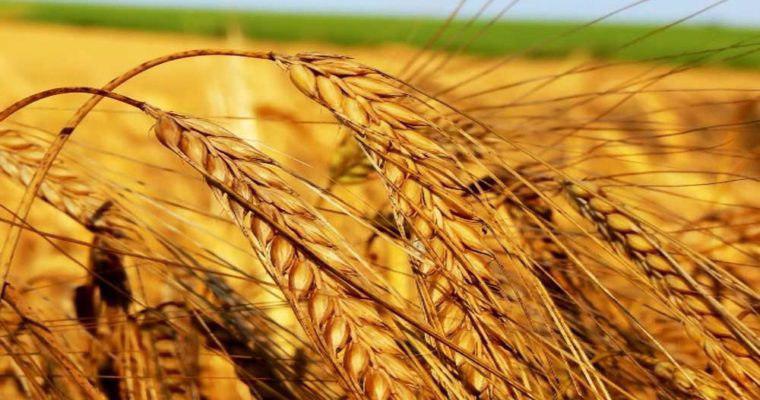 خرید تضمینی 3میلیون تُن گندم از کشاورزان خرید تضمینی 3میلیون تُن گندم از کشاورزان