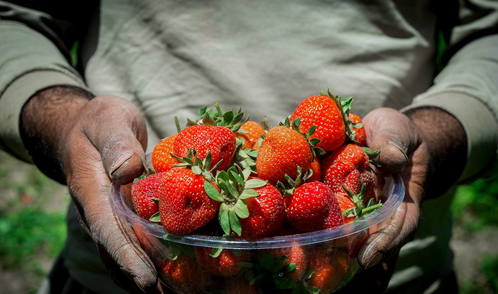 کشت توت فرنگی جای برنج؟ کشت توت فرنگی جای برنج؟