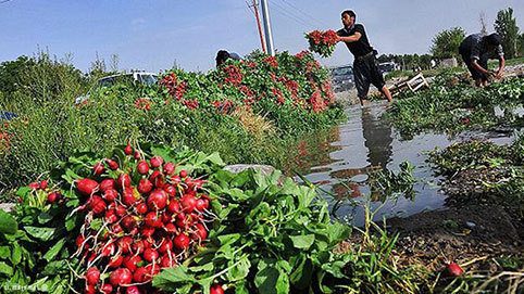 آبیاری ۱۵۰۰ هکتار از مزارع کشاورزی با فاضلاب آبیاری ۱۵۰۰ هکتار از مزارع کشاورزی با فاضلاب