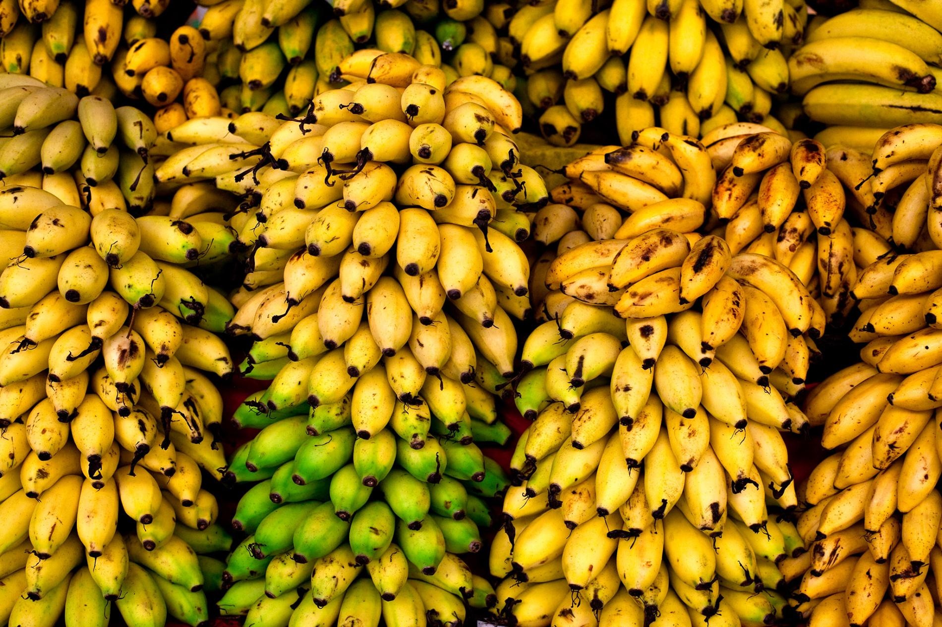 نرخ ارز چه تاثیری بر واردات موز داشت؟ نرخ ارز چه تاثیری بر واردات موز داشت؟