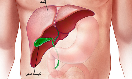 سلامت کبد چه تاثیری بر خطر ابتلا به آلزایمر دارد؟ سلامت کبد چه تاثیری بر خطر ابتلا به آلزایمر دارد؟