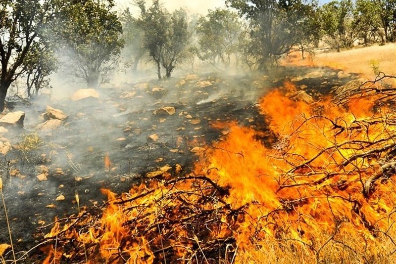 چهار هکتار از جنگلهای گیلانغرب در آتش سوخت چهار هکتار از جنگلهای گیلانغرب در آتش سوخت