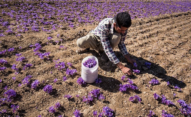 آغاز برداشت زعفران در کشور/ هر کیلوگرم زعفران نوبرانه 8 تا 12 میلیون تومان آغاز برداشت زعفران در کشور/ هر کیلوگرم زعفران نوبرانه 8 تا 12 میلیون تومان