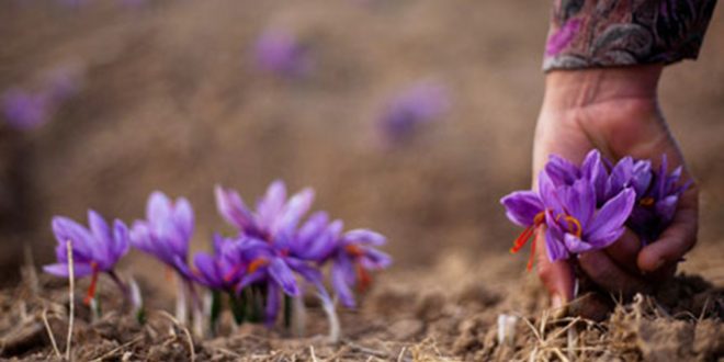 خسارت به برداشت زعفران بر اثر بارندگی خسارت به برداشت زعفران بر اثر بارندگی