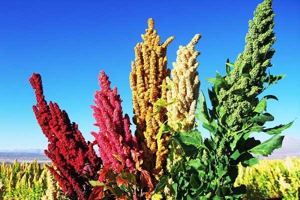 خاویار گیاهی کویر را بشناسیم خاویار گیاهی کویر را بشناسیم