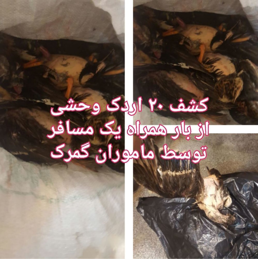 قاچاق اردک در گمرک شلمچه! +عکس قاچاق اردک در گمرک شلمچه! +عکس