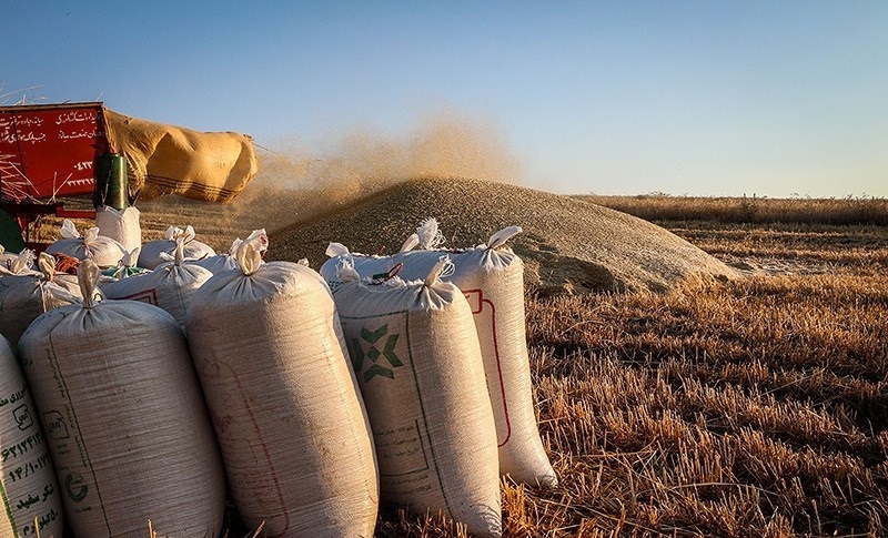 قیمت 2000تومان برای گندم منطقی نیست/ به دیوان عدالت اداری شکایت میکنیم قیمت 2000تومان برای گندم منطقی نیست/ به دیوان عدالت اداری شکایت میکنیم