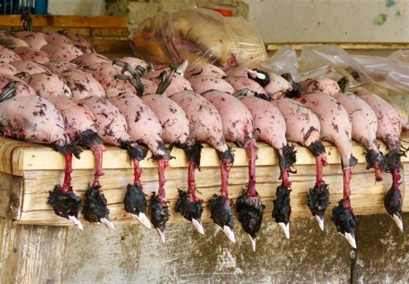 فروش گوشت لاکچری شکار در تهران فروش گوشت لاکچری شکار در تهران