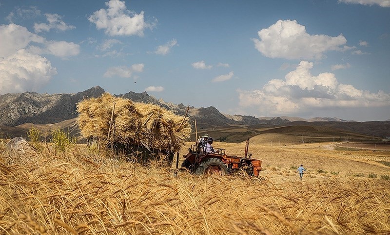 نرخ جدید خرید گندم همچنان 100تومان کمتر از هزینه تمام شده تولید/ چاره‌ای جز افزایش بهره‌وری و کاهش ضایعات نداریم