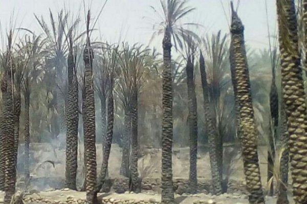 مرگ حدود 30درصد نخلستانها بر اثر سیل مرگ حدود 30درصد نخلستانها بر اثر سیل