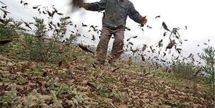 هجوم آفت ملخ به ۶استان جنوبی کشور هجوم آفت ملخ به ۶استان جنوبی کشور