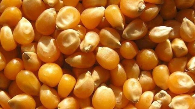 واردکنندگان ذرتهای آلوده باید هزینه امحا را بپردازند واردکنندگان ذرتهای آلوده باید هزینه امحا را بپردازند
