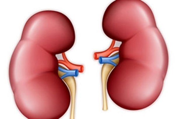 تاثیر رژیم غذایی مدیترانهای به حفظ عملکرد کلیه تاثیر رژیم غذایی مدیترانهای به حفظ عملکرد کلیه