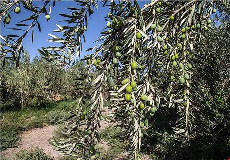نیمی از باغداران زیتون فقط متقاضی بیمه هستند نیمی از باغداران زیتون فقط متقاضی بیمه هستند