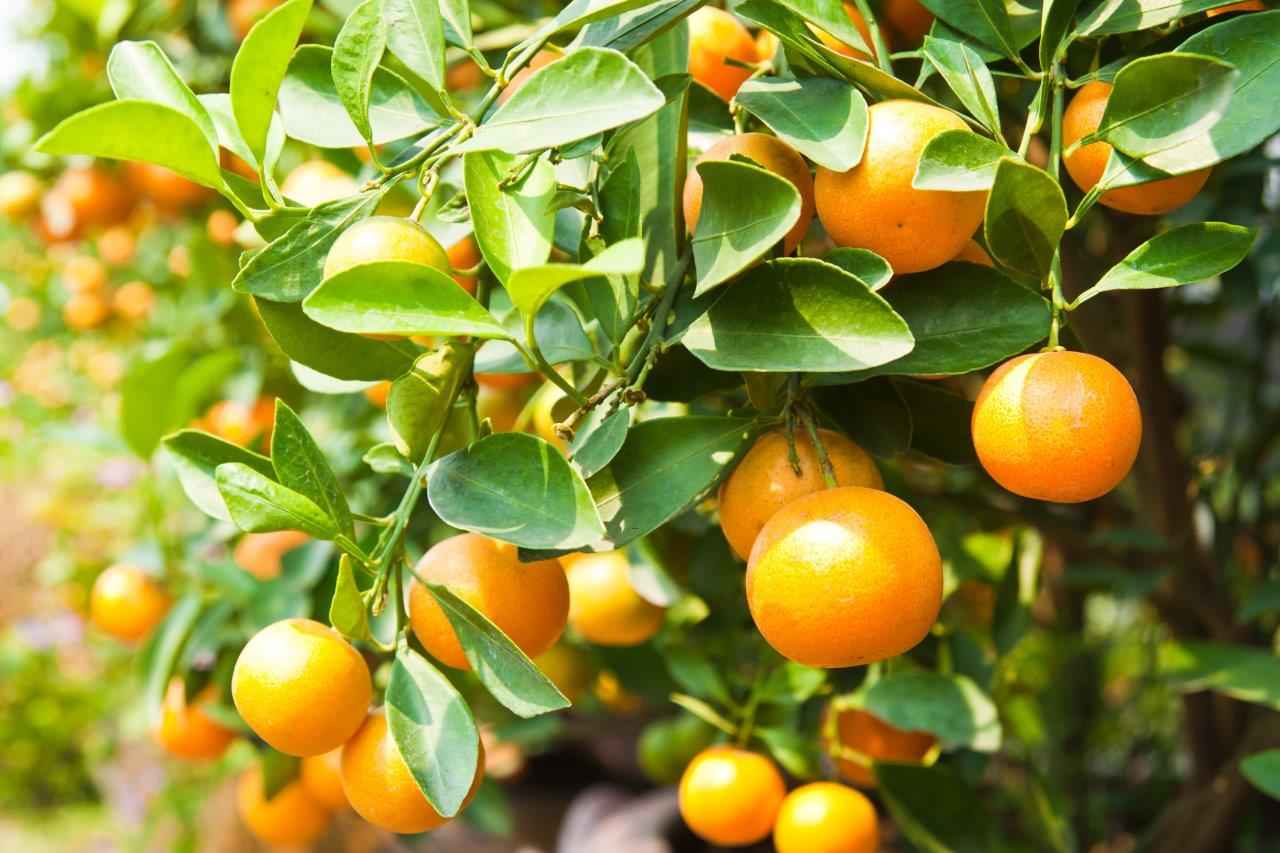 میوه نارنج سرد است یا گرم؟ میوه نارنج سرد است یا گرم؟