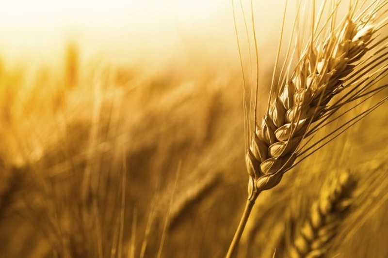 فرار گندمکاران از نرخهای دستوری فرار گندمکاران از نرخهای دستوری