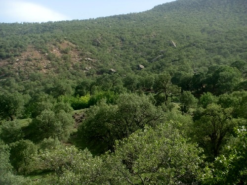 سوسکها و قاچاقچیان جنگلهای زاگرسی را میخورند سوسکها و قاچاقچیان جنگلهای زاگرسی را میخورند