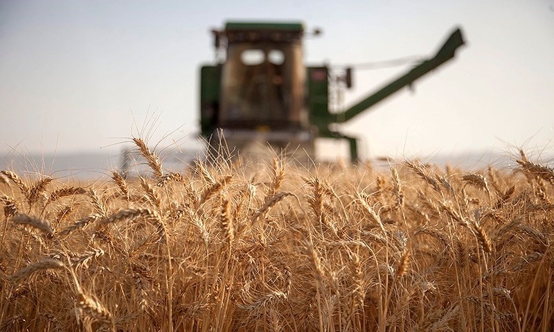 گندم ۳ هزار و ۸۰۰ تومانی وجود ندارد گندم ۳ هزار و ۸۰۰ تومانی وجود ندارد