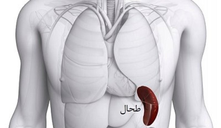 طحالتان را چقدر میشناسید؟ طحالتان را چقدر میشناسید؟