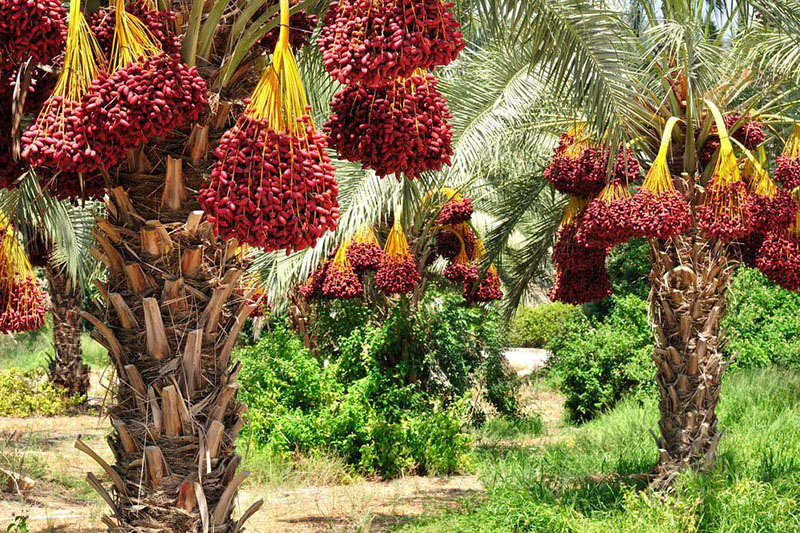 صادرات خرما مشمول عوارض صادراتی میشود صادرات خرما مشمول عوارض صادراتی میشود