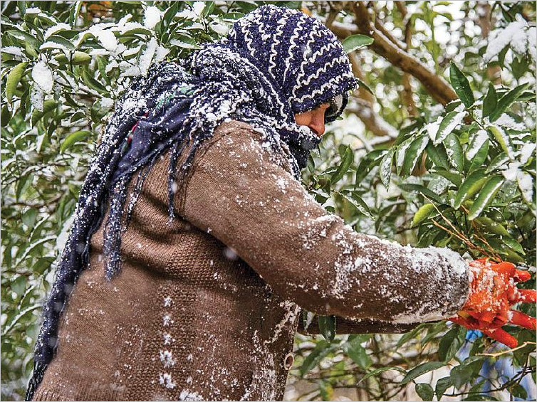 کشاورزان؛ پاسوز سیل و سرما کشاورزان؛ پاسوز سیل و سرما