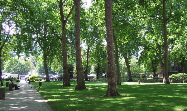 زندگی در نزدیکی فضاهای سبز یائسگی را به تعویق میاندازد زندگی در نزدیکی فضاهای سبز یائسگی را به تعویق میاندازد