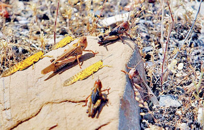 خوزستان در آستانه وضعیت قرمز ملخی خوزستان در آستانه وضعیت قرمز ملخی