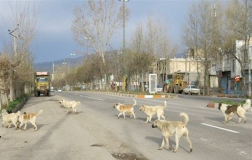 تشریح نحوه جمع آوری سگهای ولگرد تشریح نحوه جمع آوری سگهای ولگرد