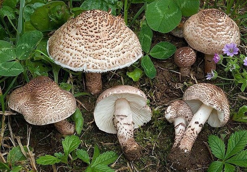 خطر دوباره قتلهای سریالی با قارچ خطر دوباره قتلهای سریالی با قارچ