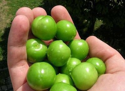 گوجه سبز ۴۰۰ هزار تومانی کجا فروخته میشود؟ گوجه سبز ۴۰۰ هزار تومانی کجا فروخته میشود؟