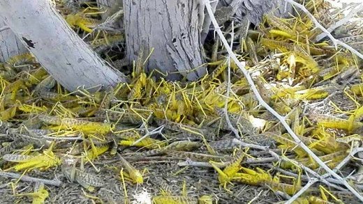 ملخها ۱۰میلیارد تومان «خرج سم» روی دست گذاشتند ملخها ۱۰میلیارد تومان «خرج سم» روی دست گذاشتند