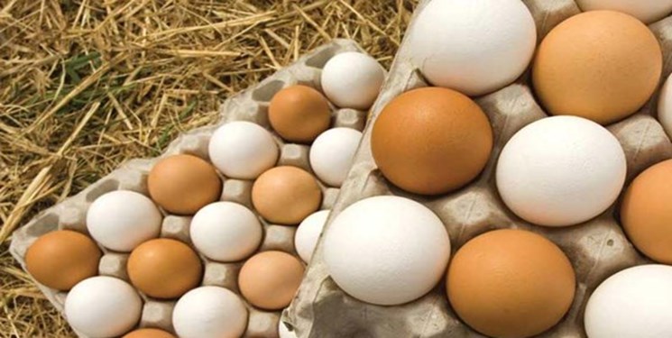 صادرات تخم مرغ غیرخوراکی ممنوع و روغن حیوانی مجاز شد صادرات تخم مرغ غیرخوراکی ممنوع و روغن حیوانی مجاز شد