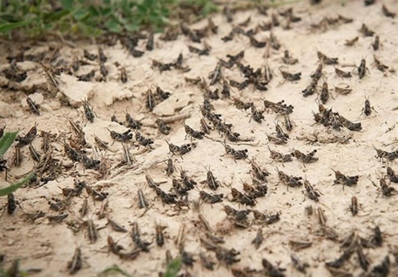 ماجرای حمله دستهجمعی ملخ صحرایی به ایران چه بود؟ ماجرای حمله دستهجمعی ملخ صحرایی به ایران چه بود؟